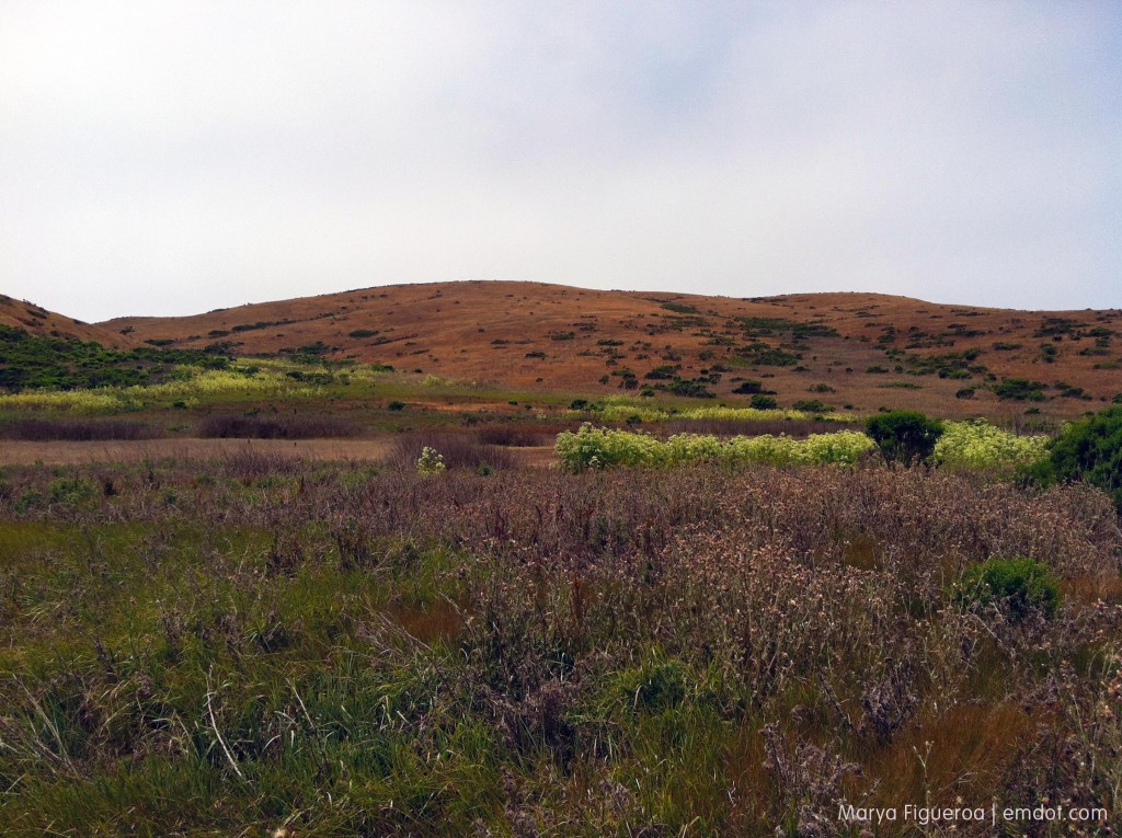 Harmony Headlands field