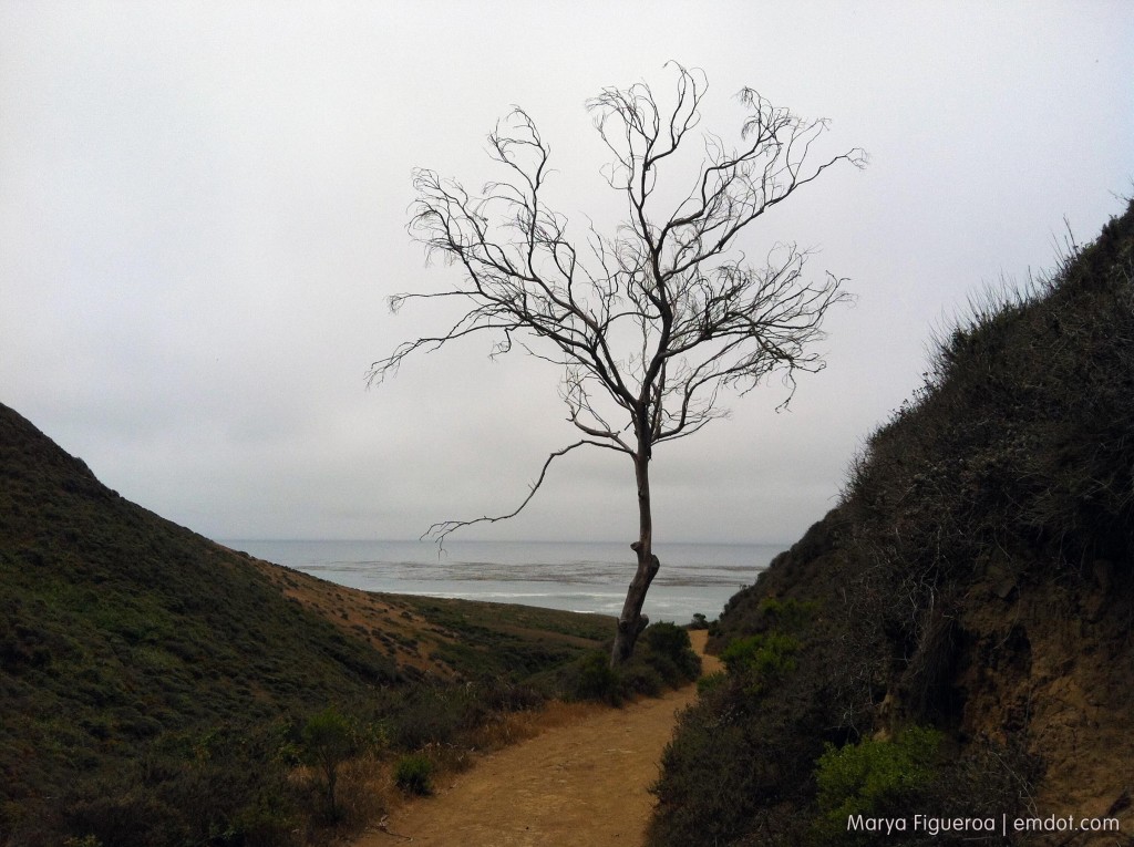 tree with view to ocean