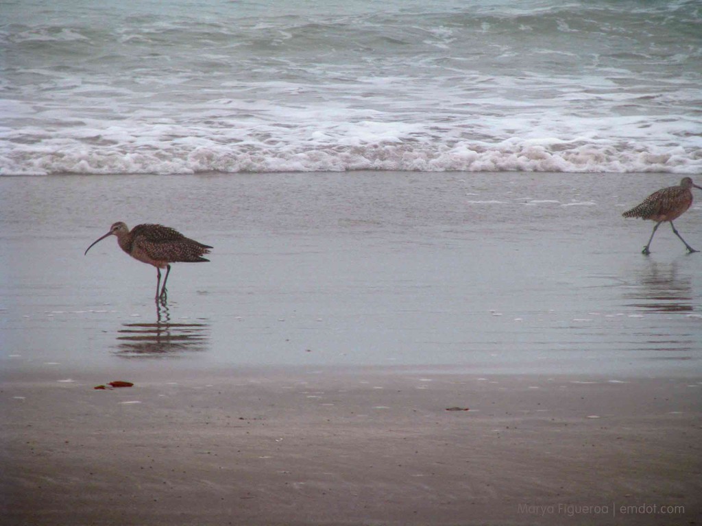 curlew went a-courtin'