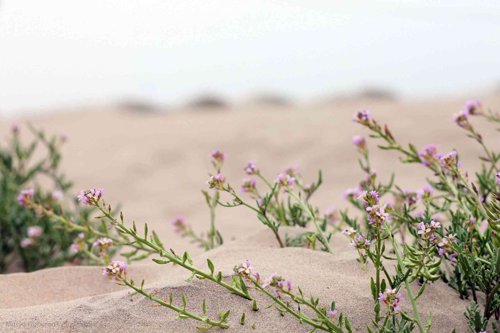 dune flower