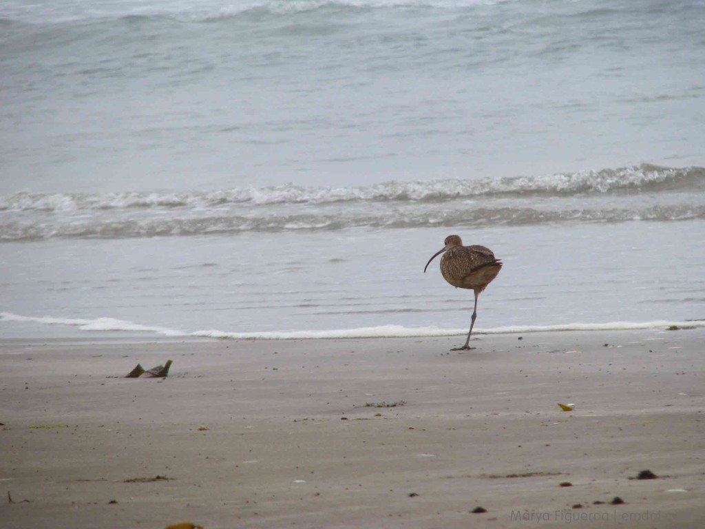 one-legged curlew