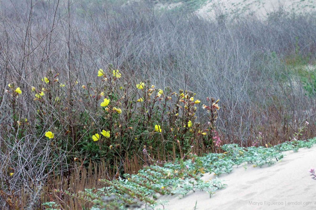 yellow flower stand