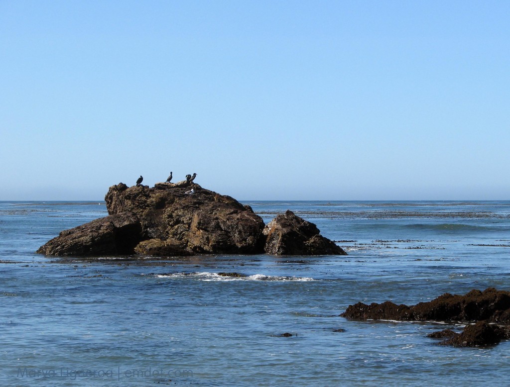 cormorants rock on