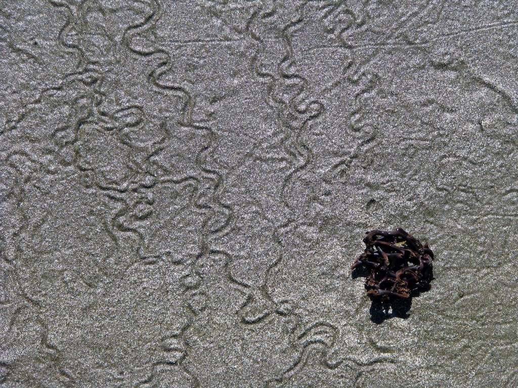 trail left by mysterious intertidal creature on the sand