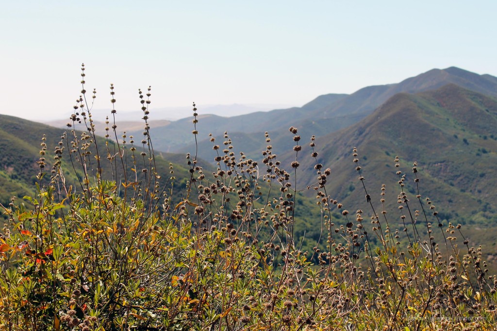 Cerro Alto