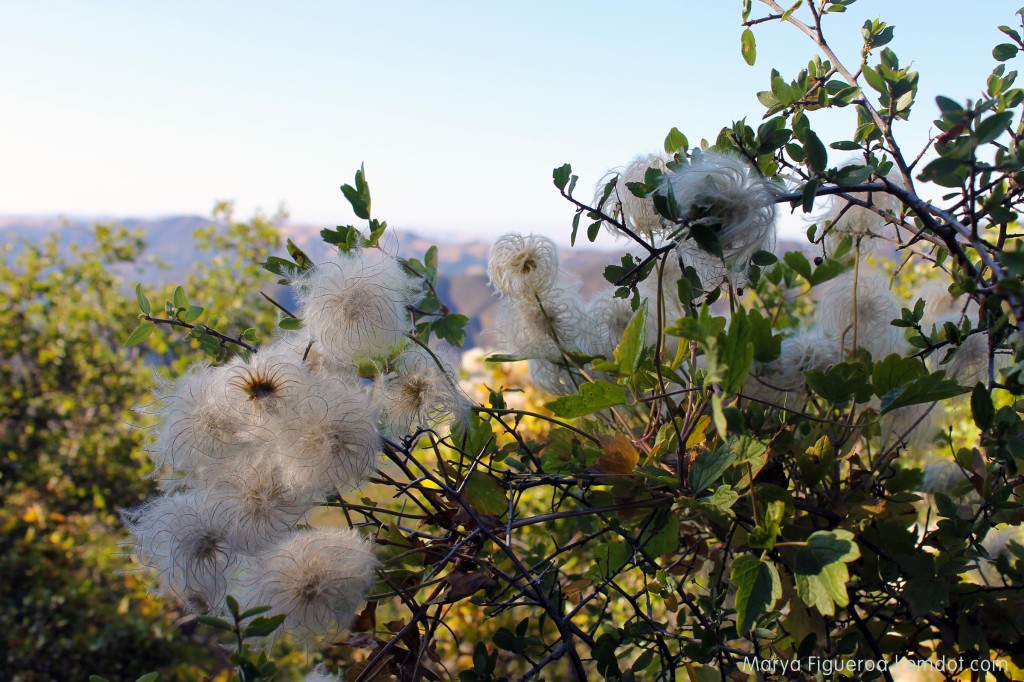 clematis