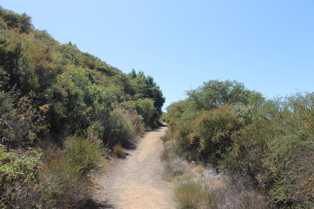 Cerro Alto