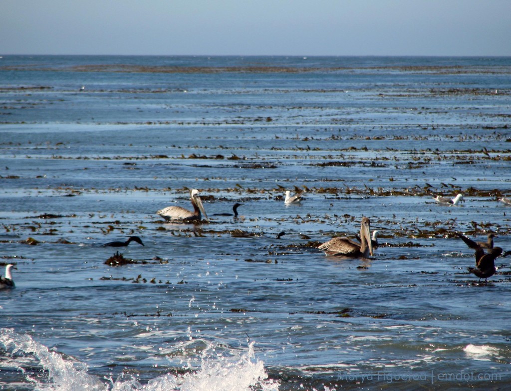 pelicans