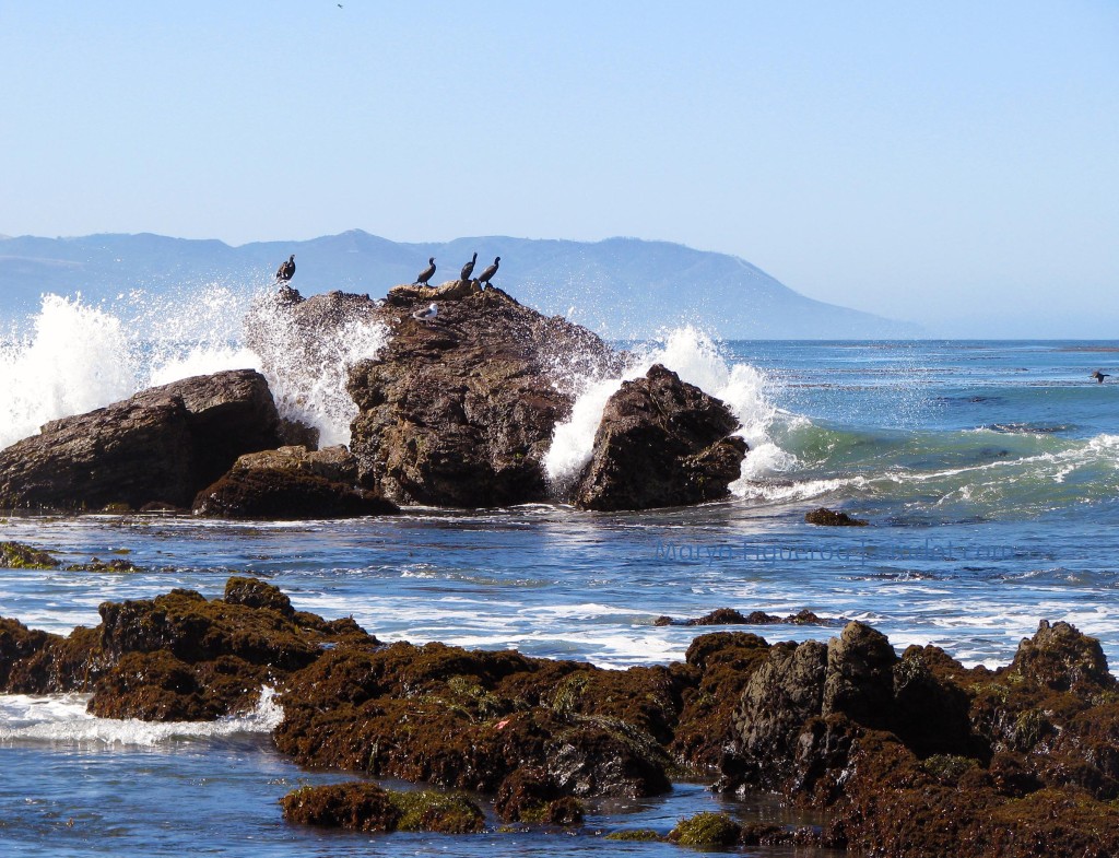 the cormorants and the wave