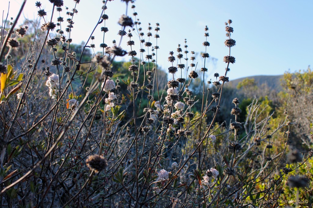 black sage on cerro cabrillo