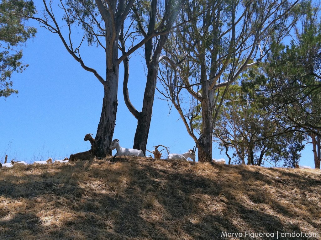 Goats on campus