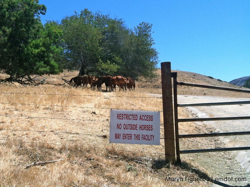 Horses on campus