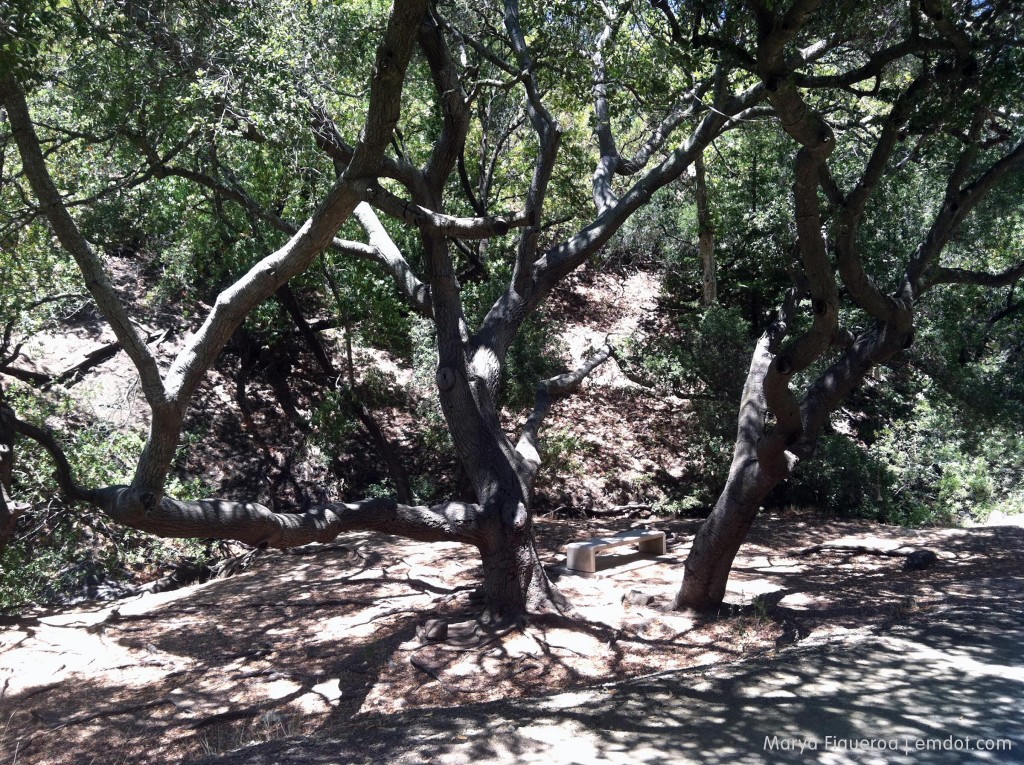 Poly Canyon bench and trees