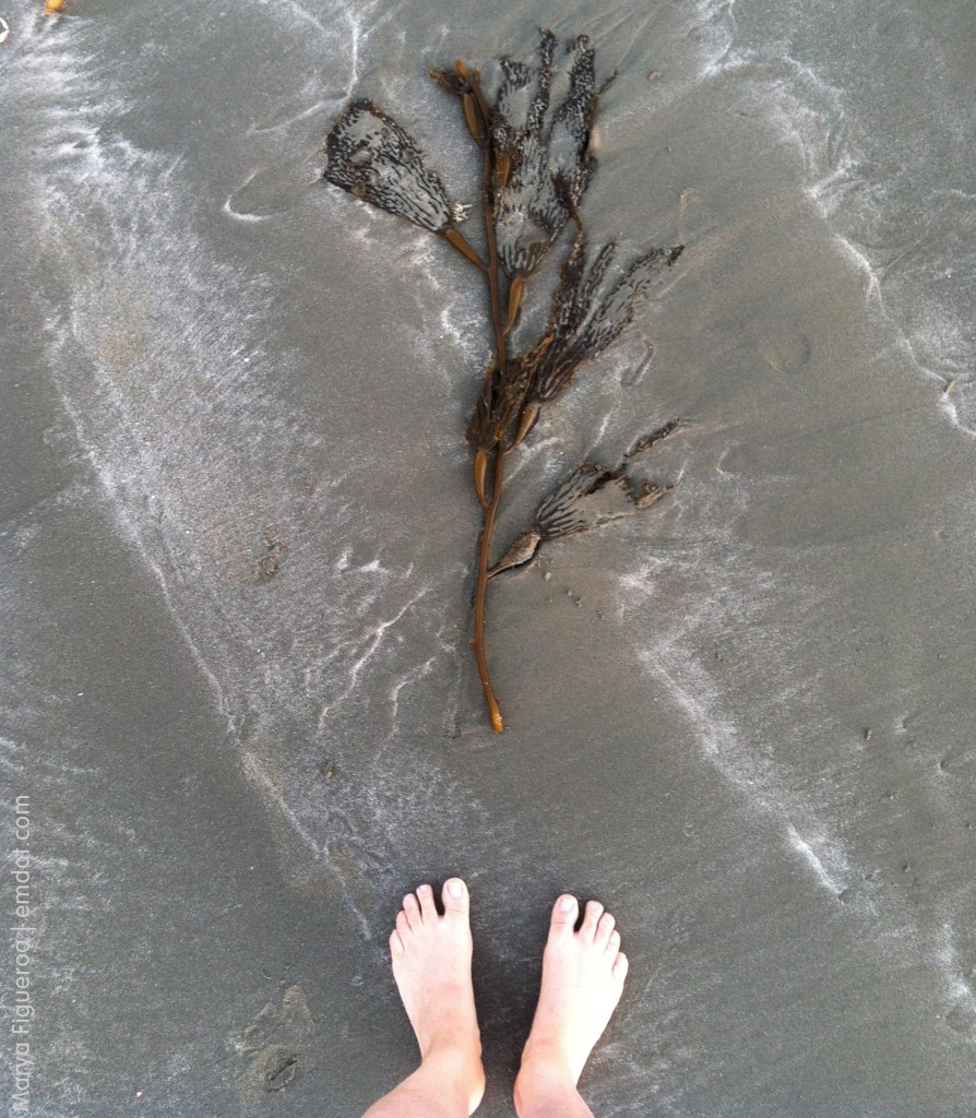 seaweed and me