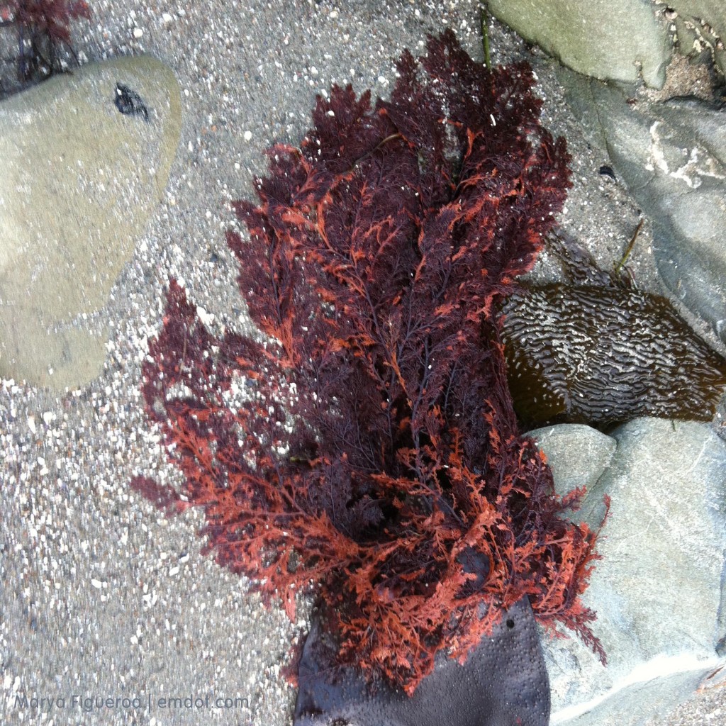 the red seaweed