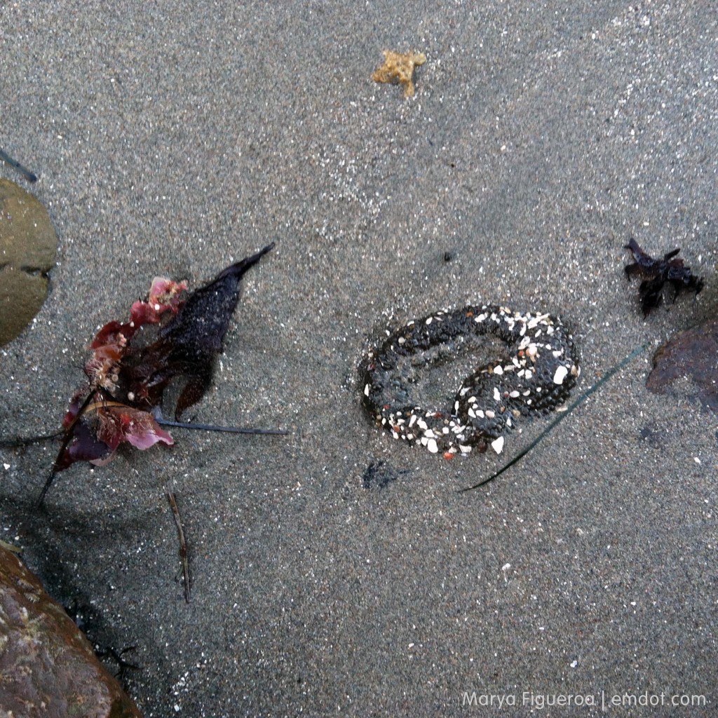 Sea anemone in the sand