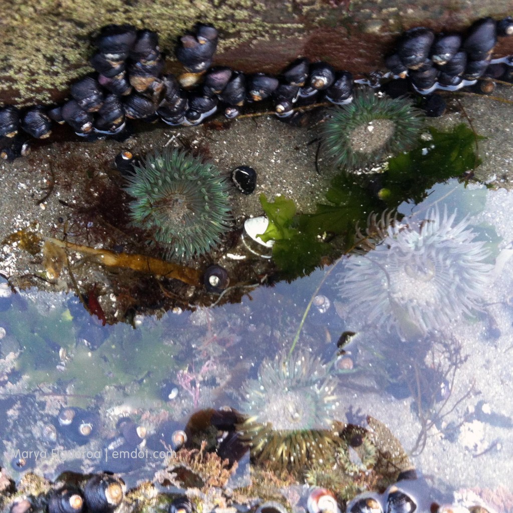 Sea anemones in the water