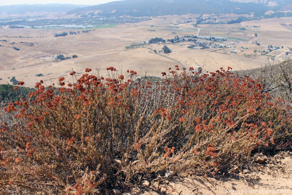 Buckwheat after the bloom