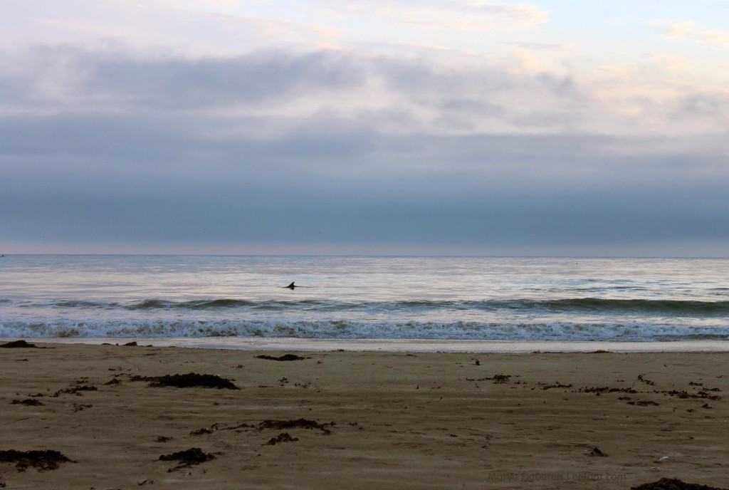 Morro Bay Dog Beach