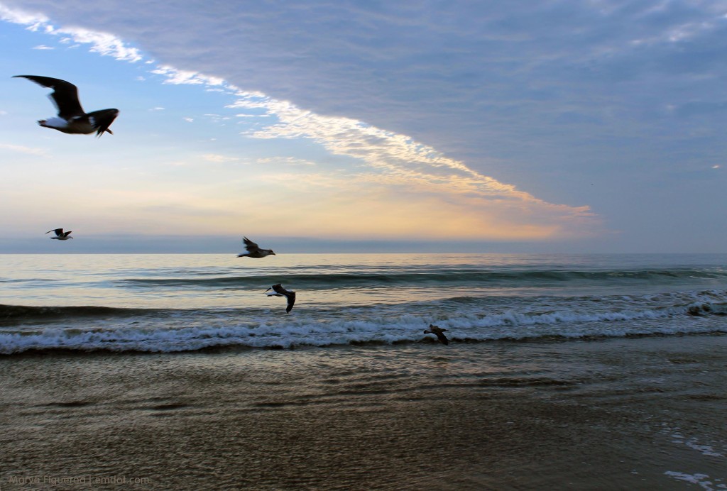 Morro Bay Dog Beach