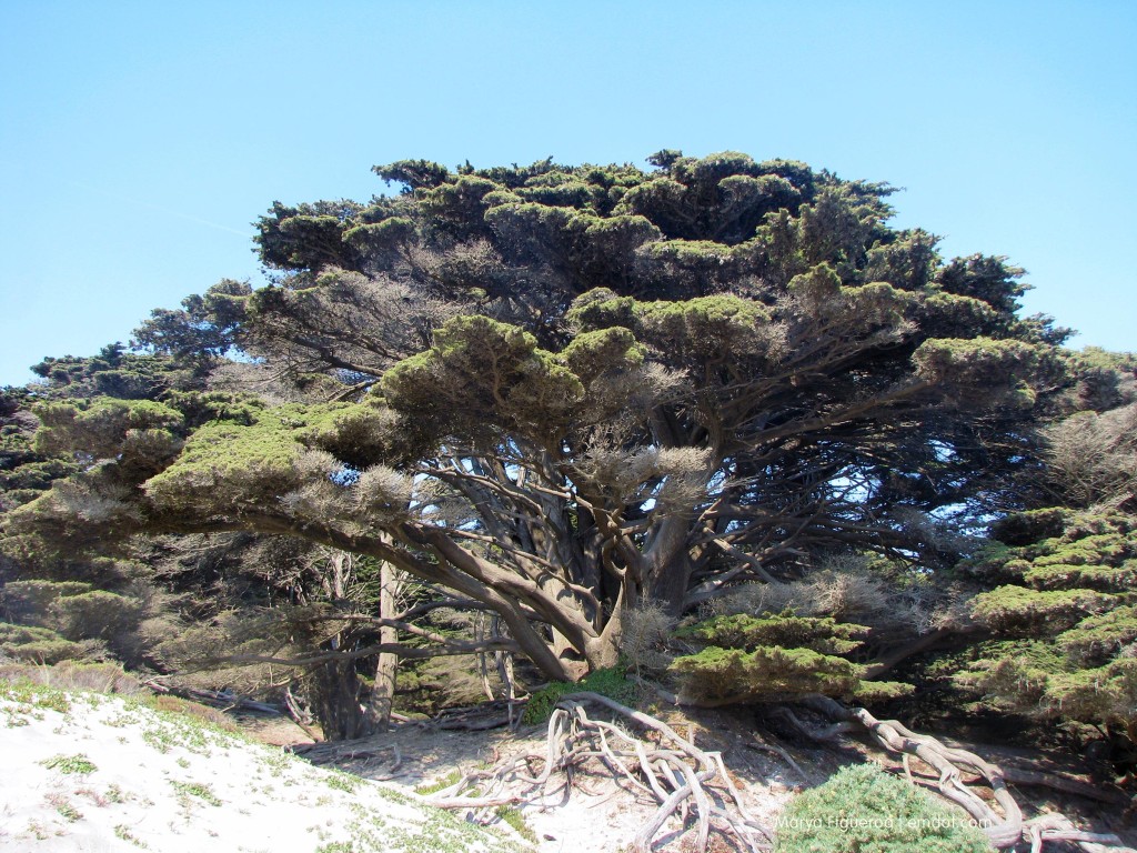 Monterey Cyprus at the Pfeiffer Beach boundary