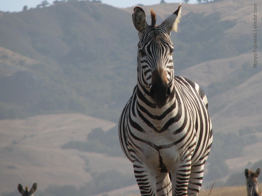 Zebra in San Simeon