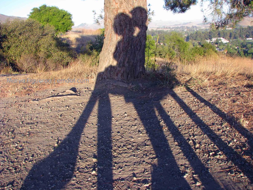 long shadows