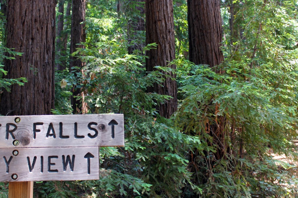 Falls. View. Coastal redwoods.