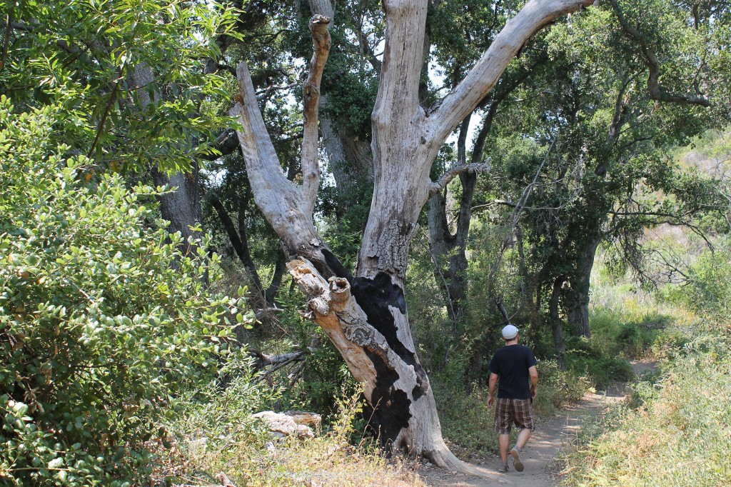 zebra tree