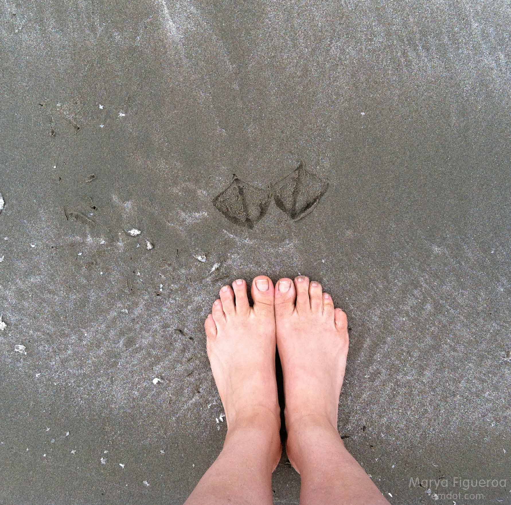 seagull footprints in comparison with my feet