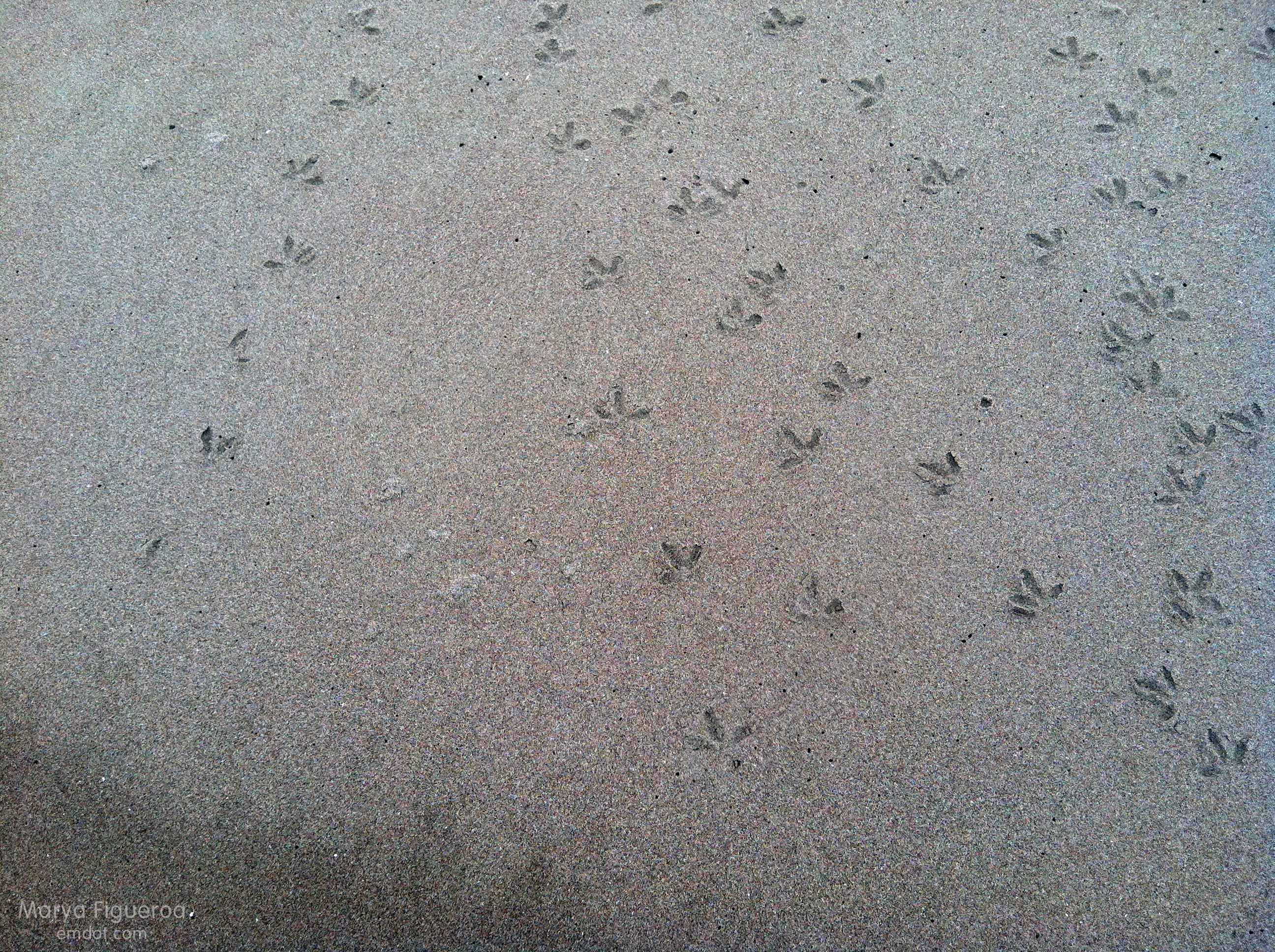 mystery prints -- maybe terns? maybe plovers?