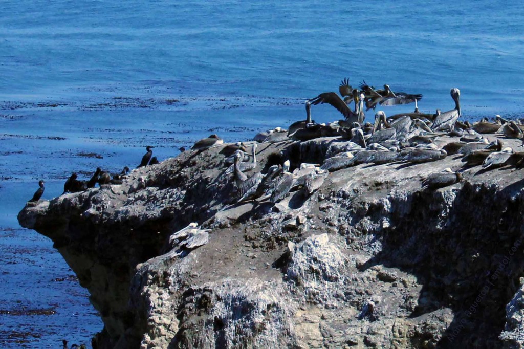 Pelicans and cormorants 