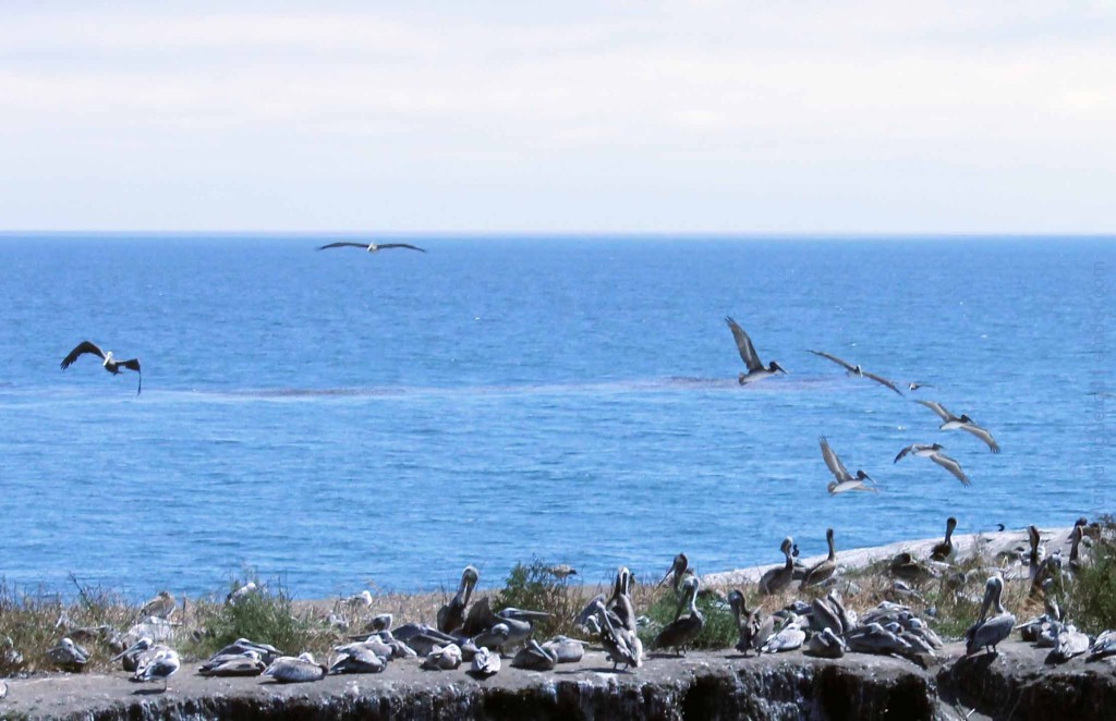 Pelicans taking off