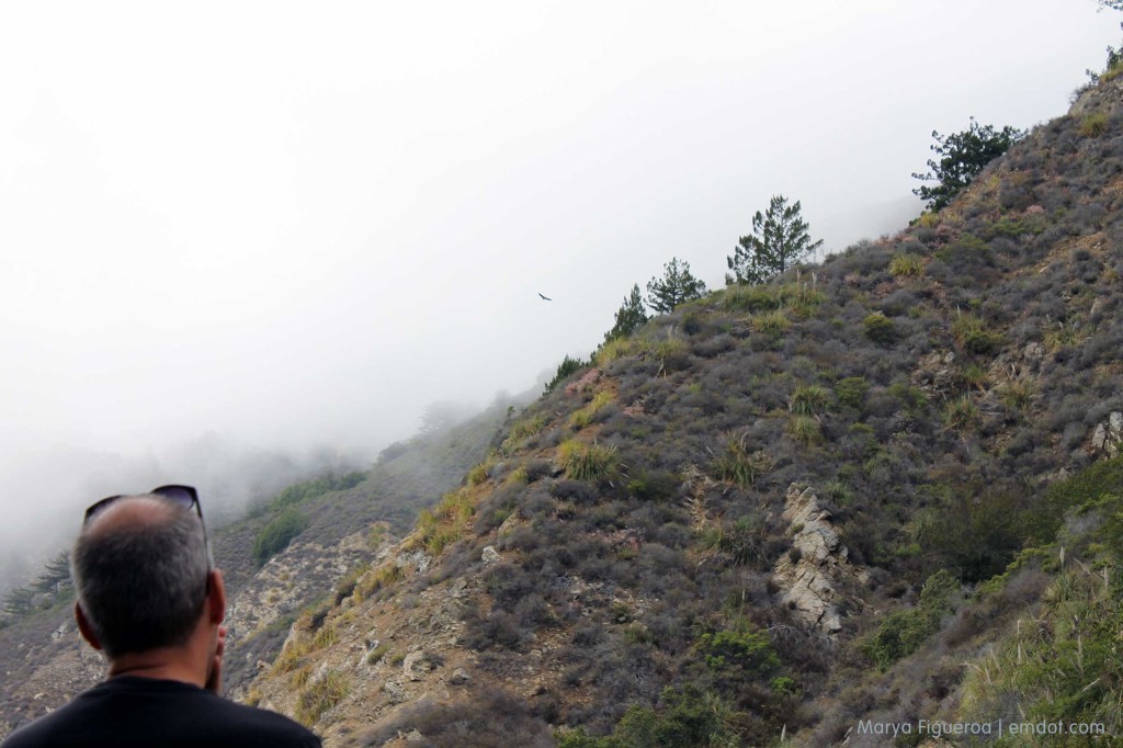 Steve looking at the condor