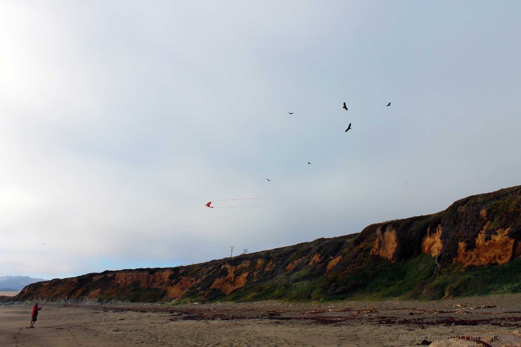 Flying kites with turkey vultures