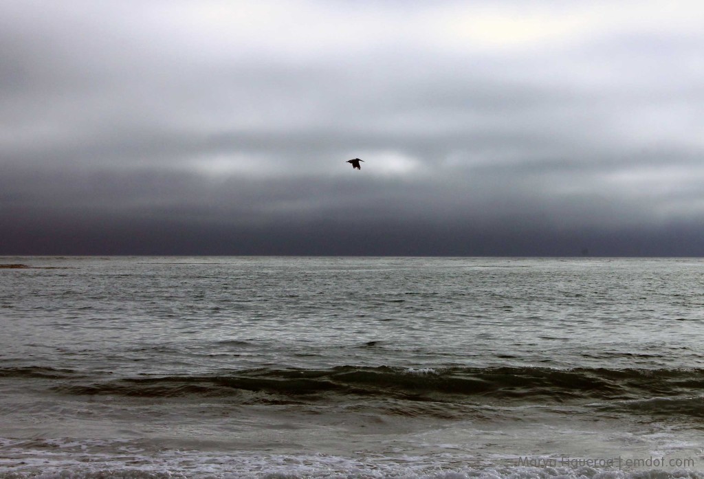 Lone pelican, dark sky