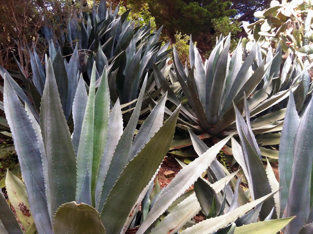 agaves