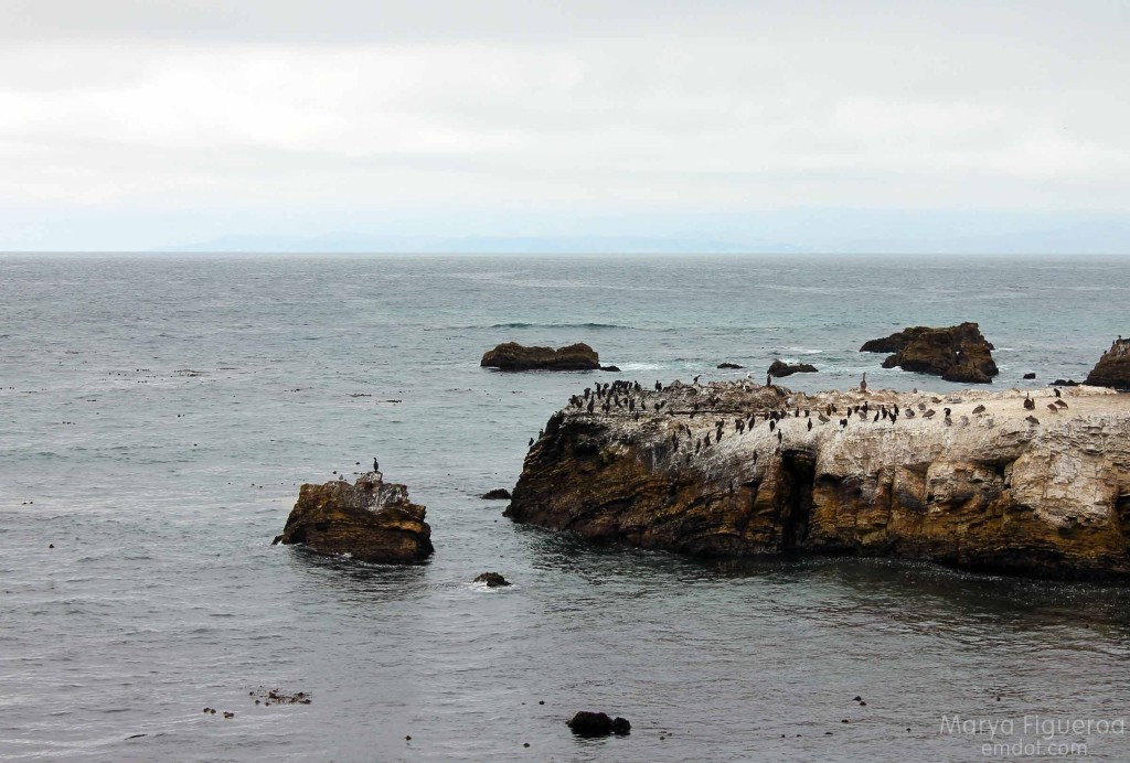 Cormorants