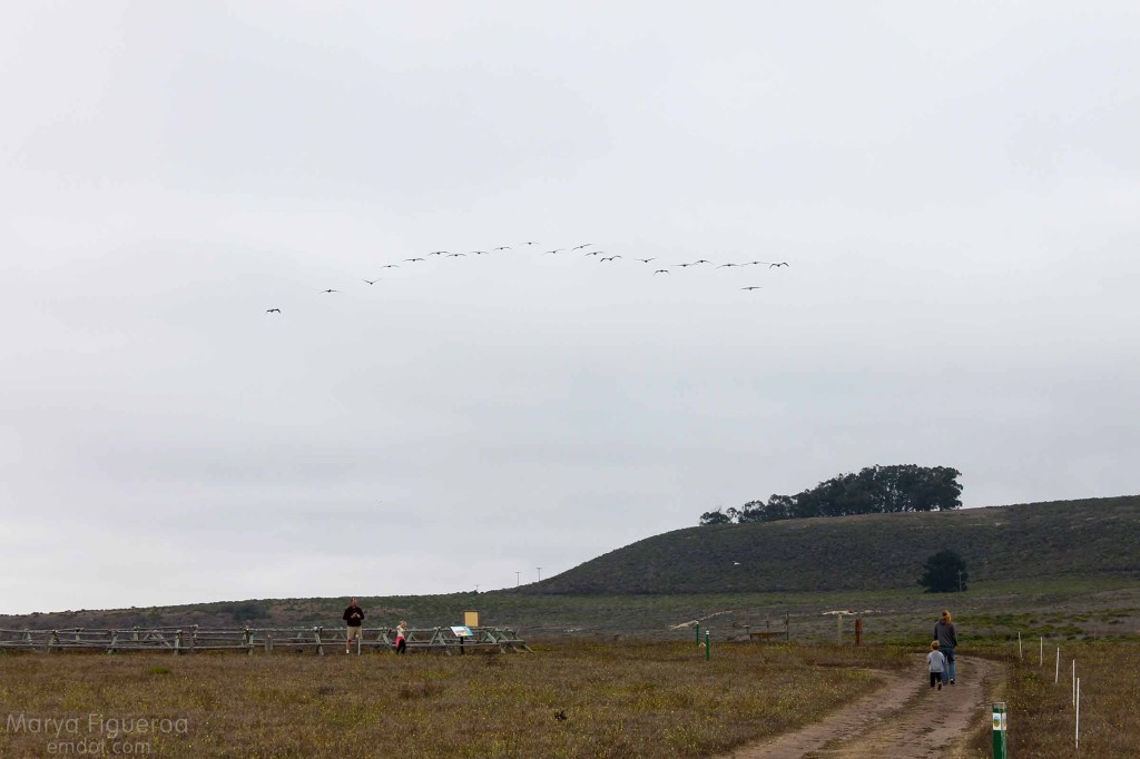 Pelicans and people