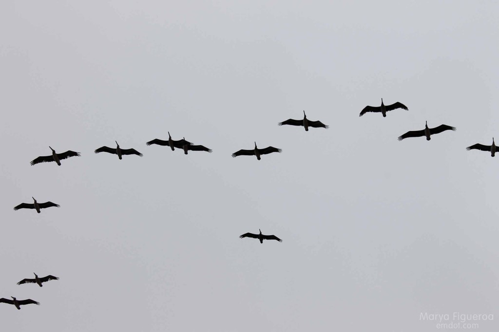 Pelicans overhead