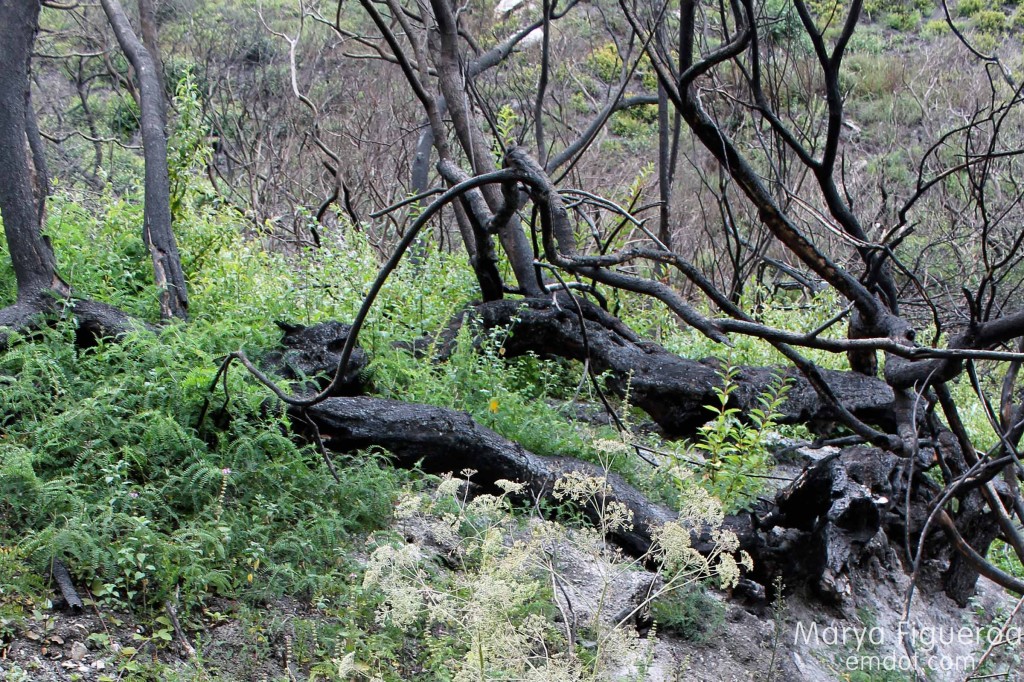 burned coon creek