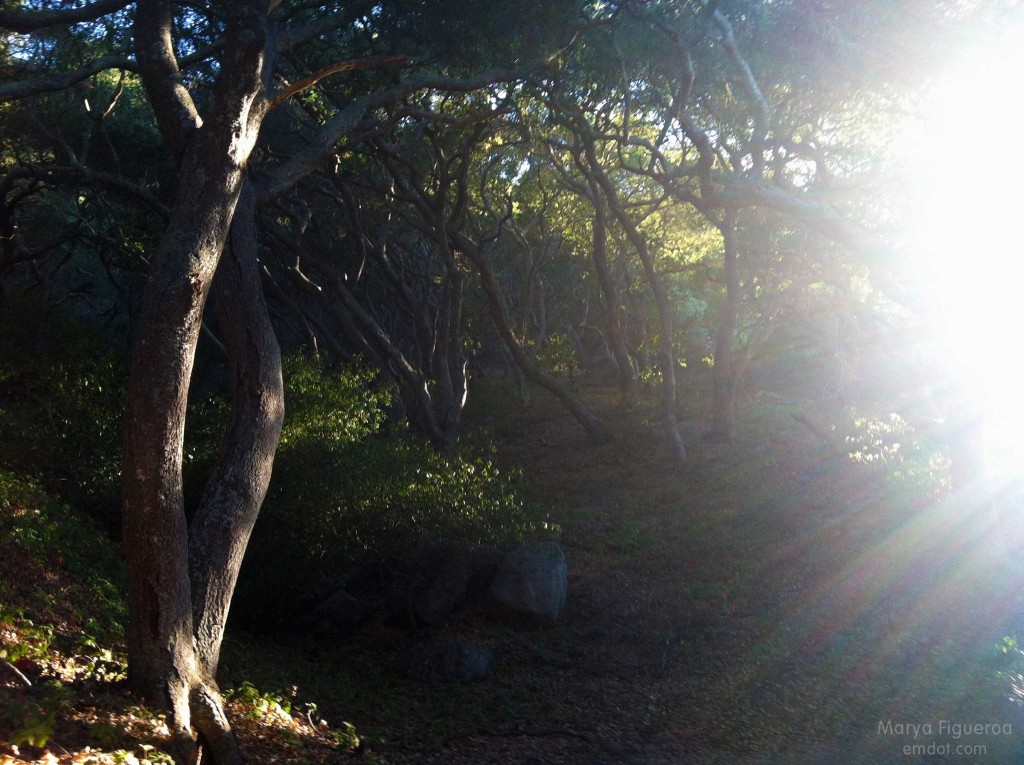 oak trees + sun burst