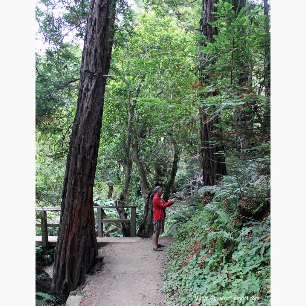 Steve taking photos next to big trees