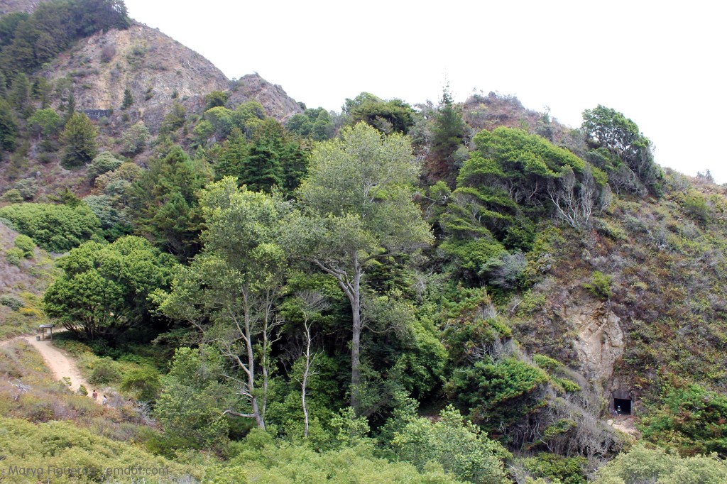 Trees along Partington Cove trail