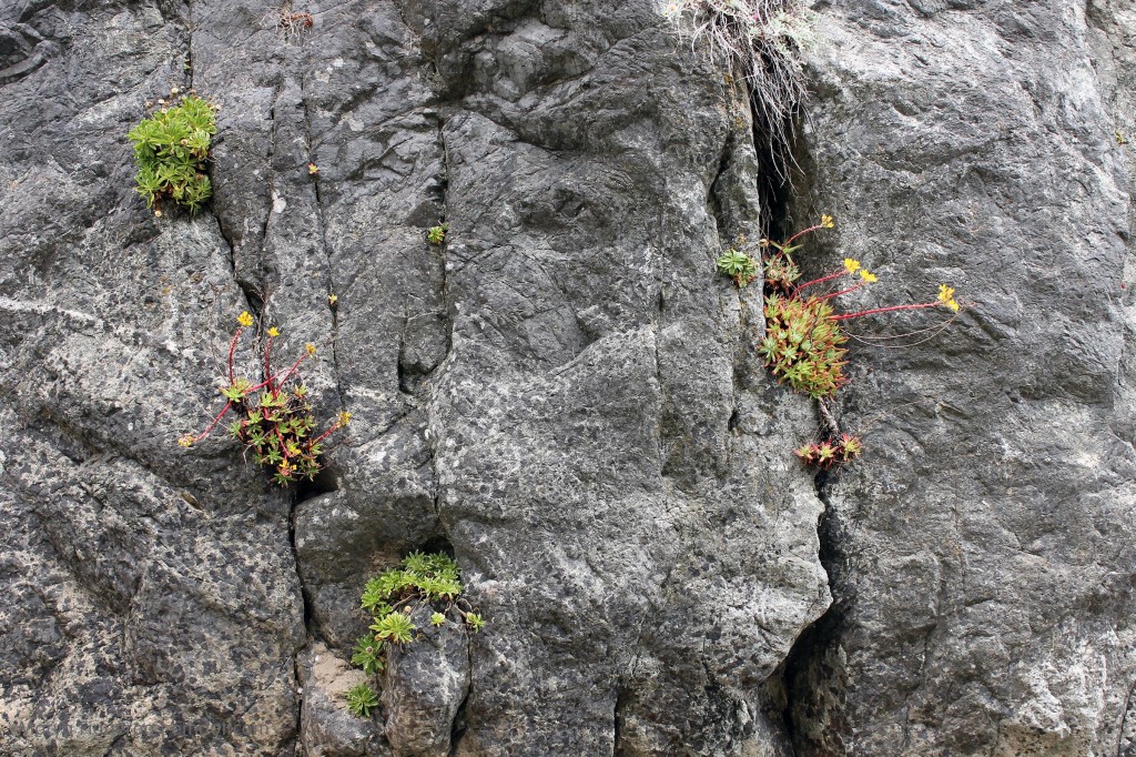 Hearty plants grow in the rock walls