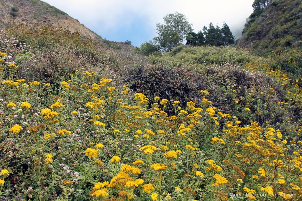 blooming yellow flowers looking up towards the top of the trail