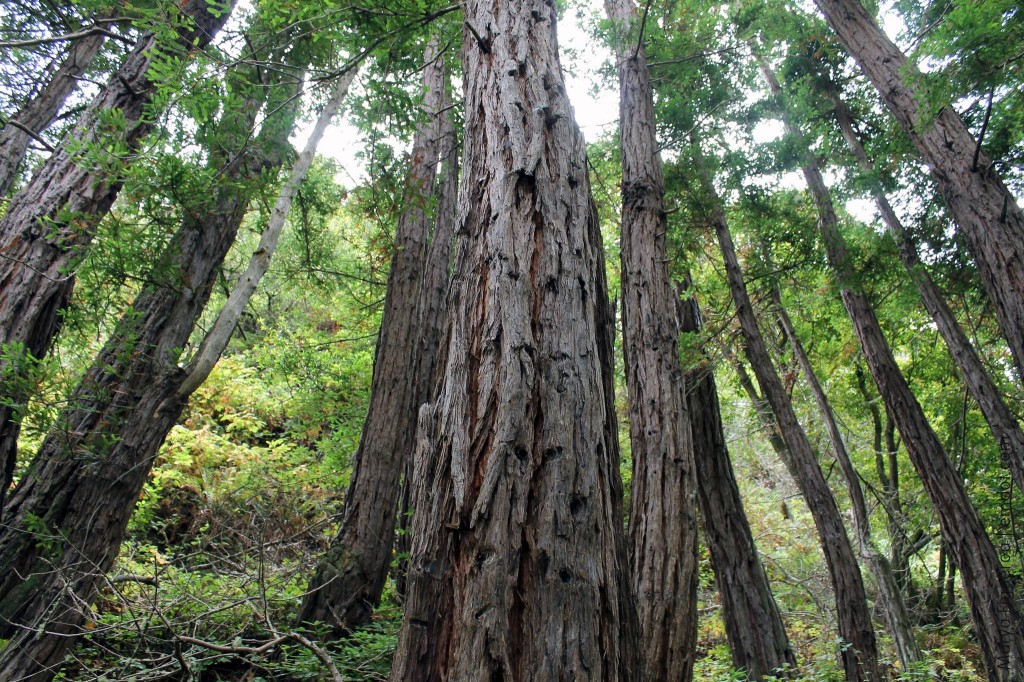 Coastal redwoods