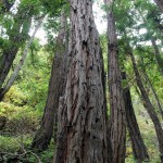 Coastal redwoods