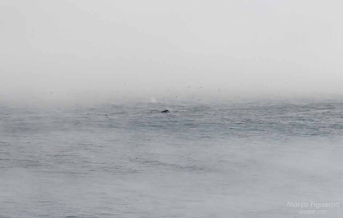 whale back