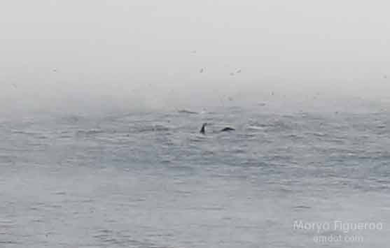 whale tail and dorsel fin